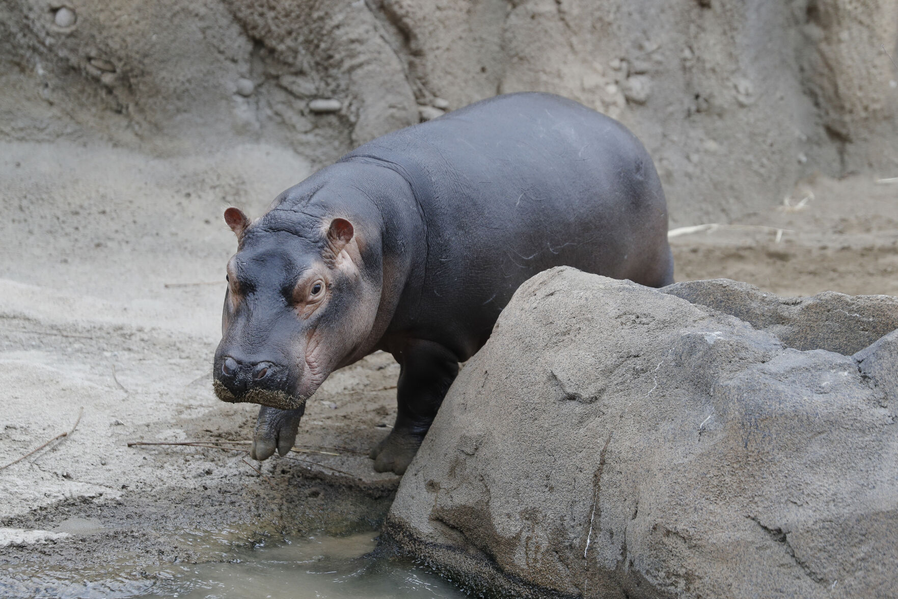 Fiona